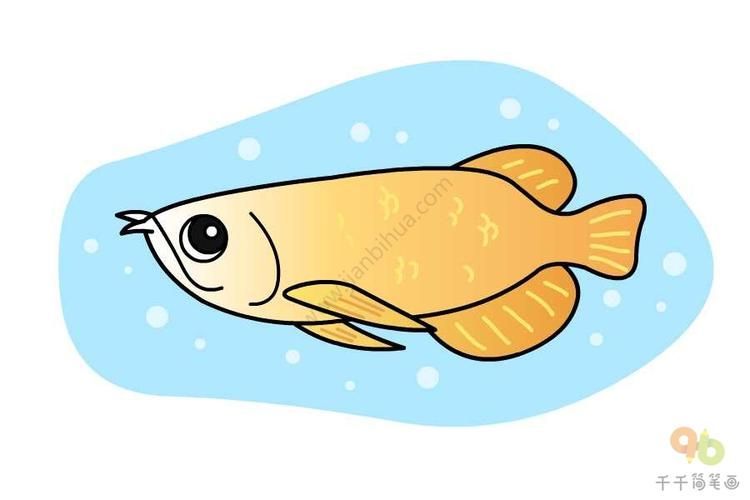 能提供一張龍魚簡筆畫的參考圖嗎？，龍魚簡筆畫可以提供一張龍魚簡筆畫的參考圖嗎？ 能提供一張龍魚簡筆畫的參考圖嗎？，龍魚簡筆畫可以提供一張龍魚簡筆畫的參考圖嗎？ 龍魚百科 第6張