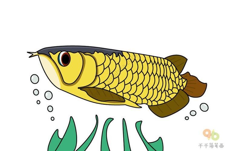 能提供一張龍魚簡筆畫的參考圖嗎？，龍魚簡筆畫可以提供一張龍魚簡筆畫的參考圖嗎？ 能提供一張龍魚簡筆畫的參考圖嗎？，龍魚簡筆畫可以提供一張龍魚簡筆畫的參考圖嗎？ 龍魚百科 第19張
