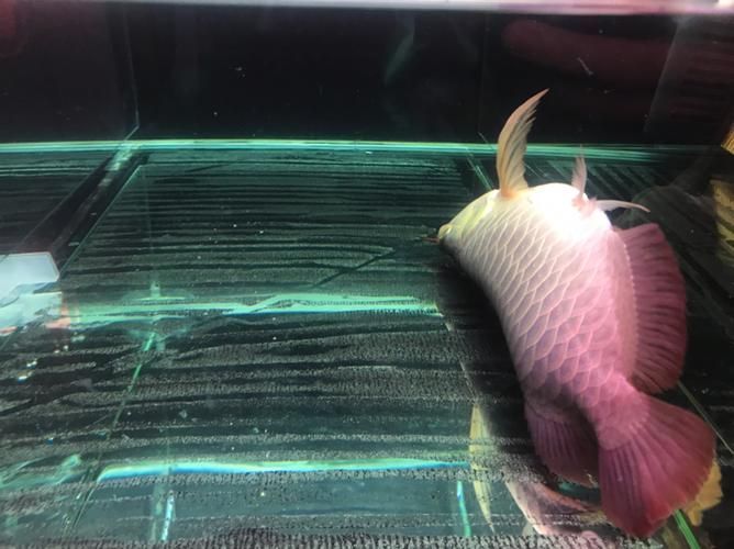 紅龍魚蒙眼最怕三個藥圖片,紅龍魚蒙眼怎么辦 龍魚百科 第2張 紅龍魚蒙眼最怕三個藥圖片,紅龍魚蒙眼怎么辦 紅龍魚蒙眼最怕三個藥圖片,紅龍魚蒙眼怎么辦 龍魚百科 第2張