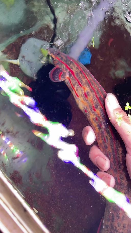 如何安全地接觸小火龍魚，小火龍魚的飼養方式 如何安全地接觸小火龍魚，小火龍魚的飼養方式 龍魚百科 第3張