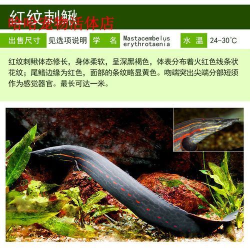 如何安全地接觸小火龍魚，小火龍魚的飼養方式 如何安全地接觸小火龍魚，小火龍魚的飼養方式 龍魚百科 第1張
