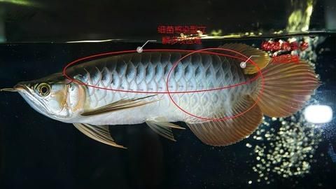 龍魚立鱗能不能自愈，石師傅影綜紀實錄：龍魚鱗片自愈的可能性及其背后的科學原理 龍魚立鱗能不能自愈，石師傅影綜紀實錄：龍魚鱗片自愈的可能性及其背后的科學原理 龍魚百科 第1張