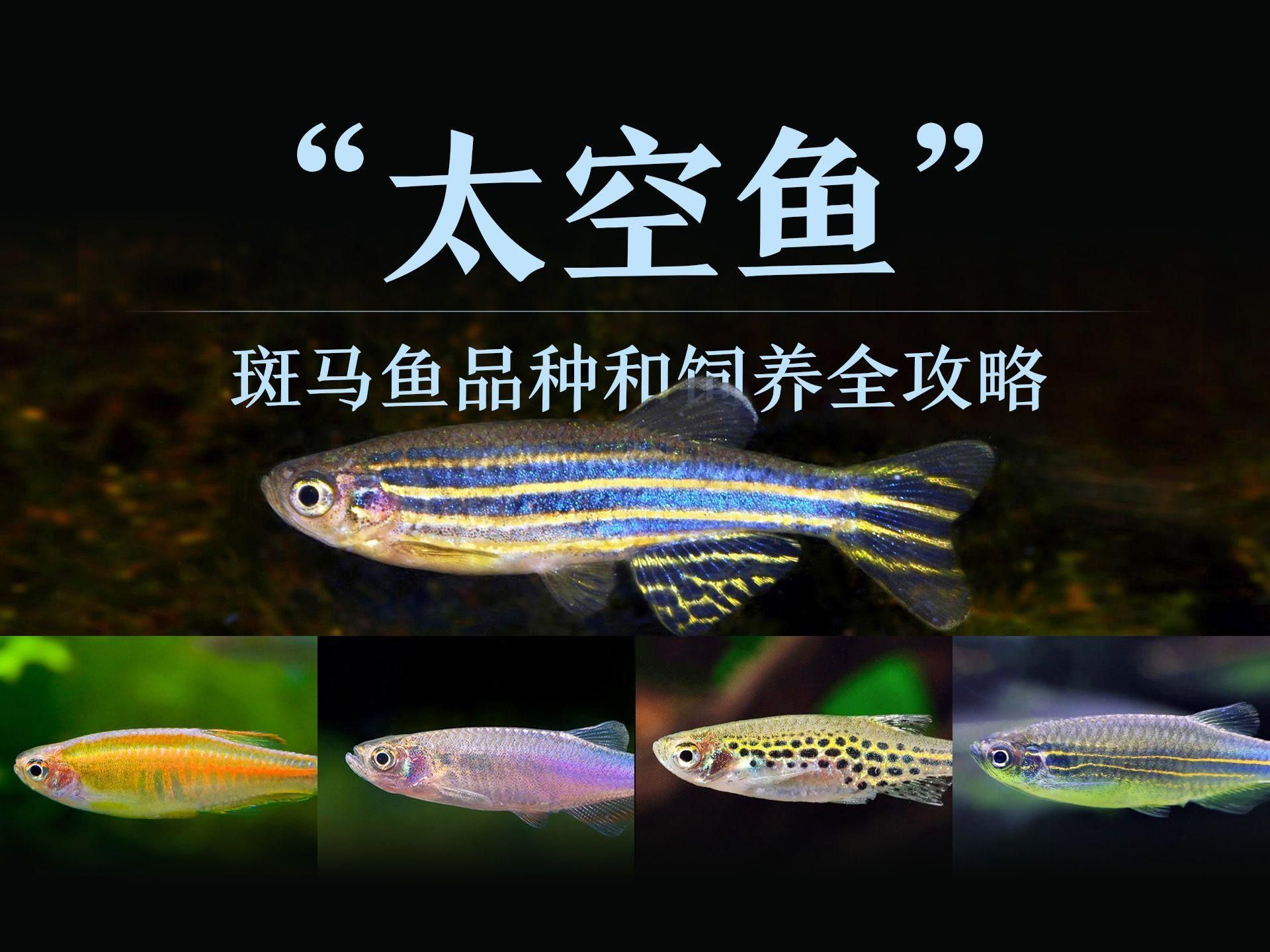 建議窮人養(yǎng)的10種熱帶魚(yú)，窮人適合養(yǎng)什么樣的熱帶魚(yú)