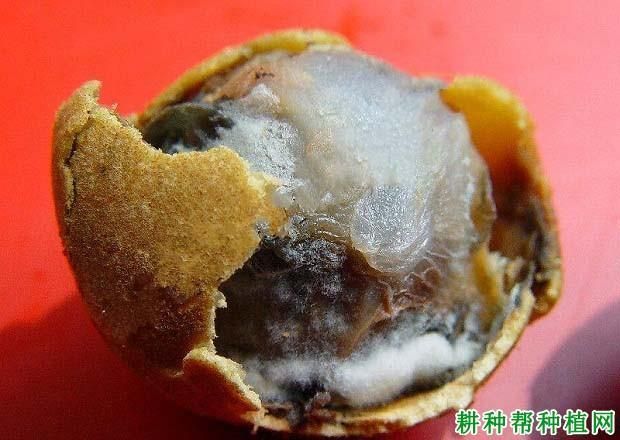有哪些方法可以防治龍眼爛尾病 龍魚百科 第3張 有哪些方法可以防治龍眼爛尾病 有哪些方法可以防治龍眼爛尾病 龍魚百科 第3張