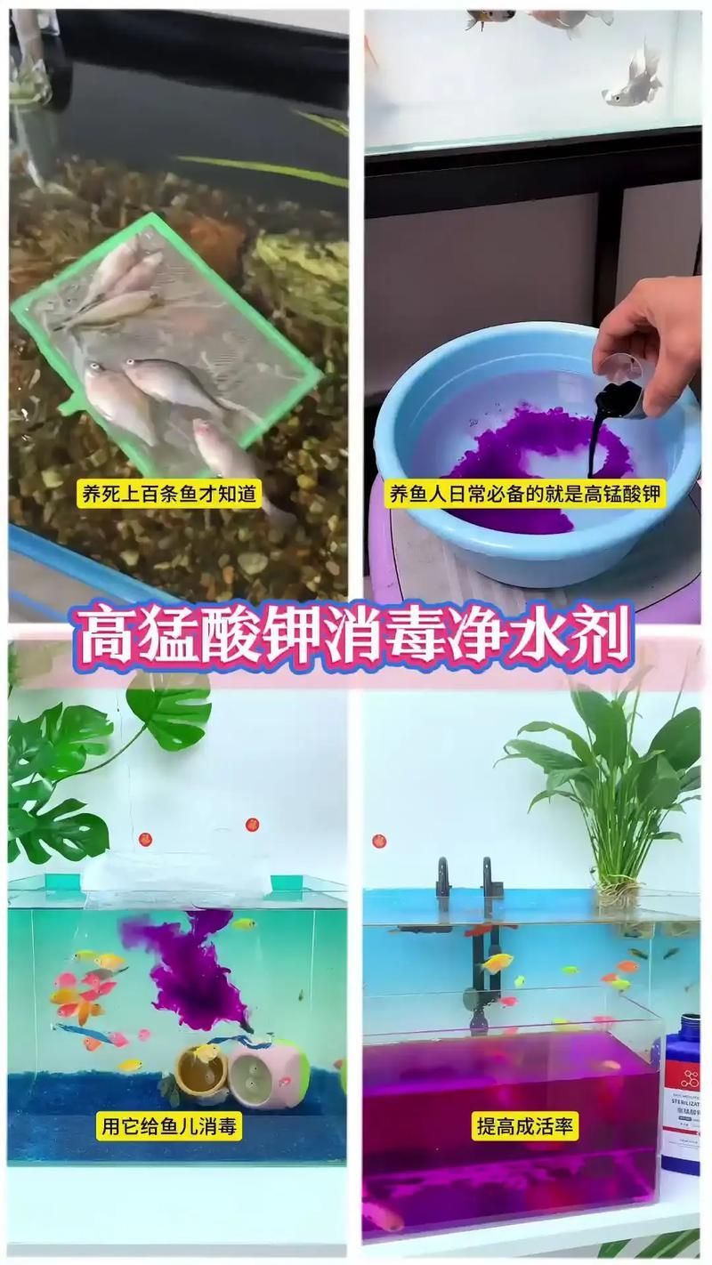 有哪些有效的魚缸細菌抑制劑，魚缸細菌抑制劑使用技術 有哪些有效的魚缸細菌抑制劑，魚缸細菌抑制劑使用技術 龍魚百科 第4張