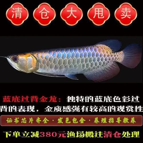 過背藍底金龍魚的價格是多少，過背藍底金龍魚價格是多少 過背藍底金龍魚的價格是多少，過背藍底金龍魚價格是多少 龍魚百科 第2張