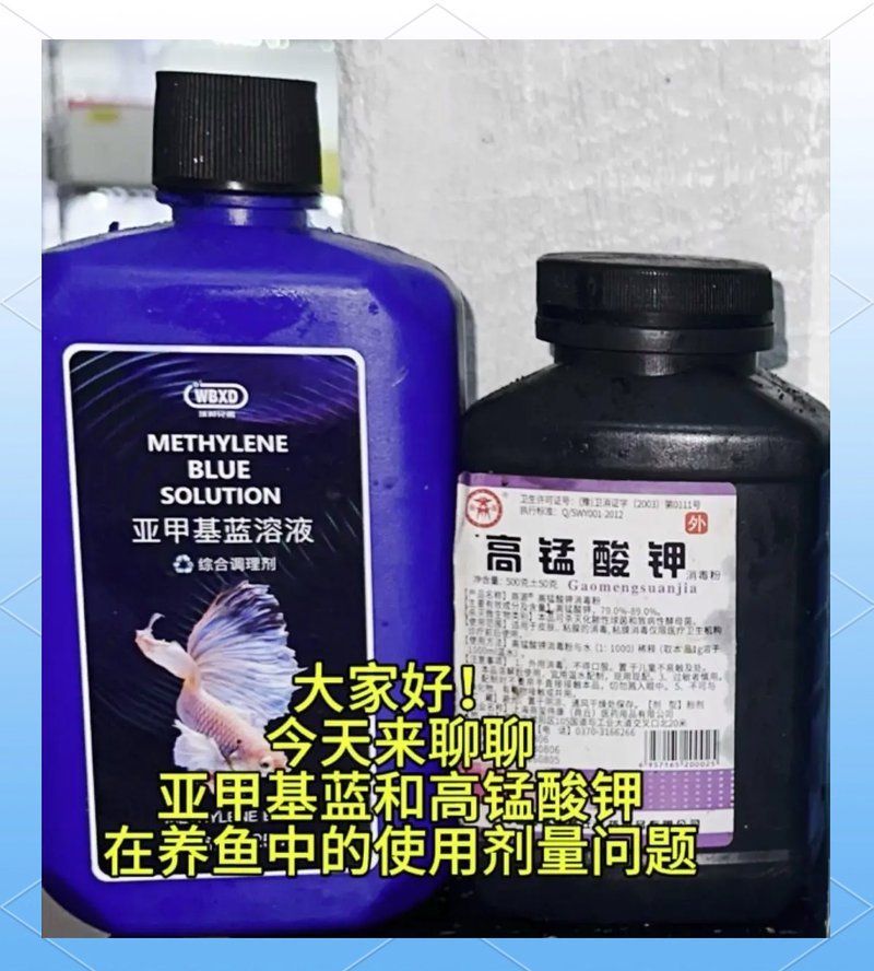 亞甲基藍治療魚真菌病的具體用法，亞甲基藍:魚類疾病防治全解析 亞甲基藍治療魚真菌病的具體用法，亞甲基藍:魚類疾病防治全解析 龍魚百科 第2張