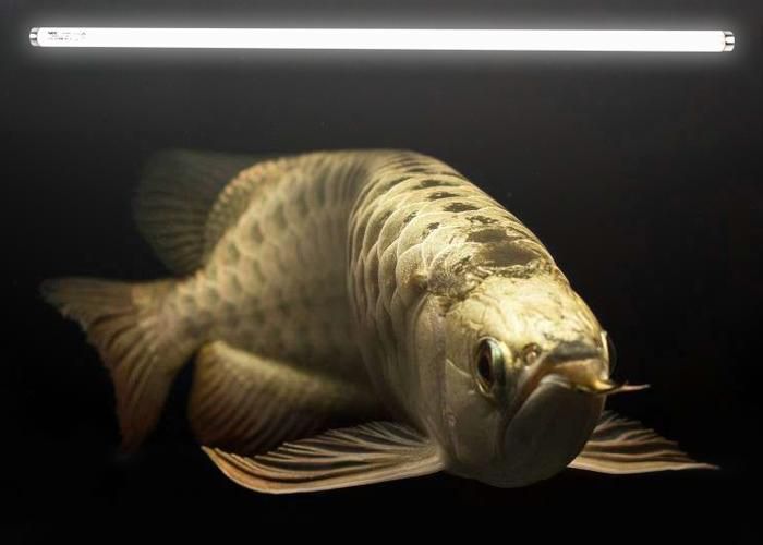 龍魚燈2700和6700哪個更適合新手飼養？，新手飼養龍魚燈2700和6700哪個更適合新手飼養 龍魚燈2700和6700哪個更適合新手飼養？，新手飼養龍魚燈2700和6700哪個更適合新手飼養 龍魚百科 第5張