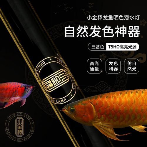 龍魚燈2700和6700哪個更適合新手飼養？，新手飼養龍魚燈2700和6700哪個更適合新手飼養 龍魚燈2700和6700哪個更適合新手飼養？，新手飼養龍魚燈2700和6700哪個更適合新手飼養 龍魚百科 第8張