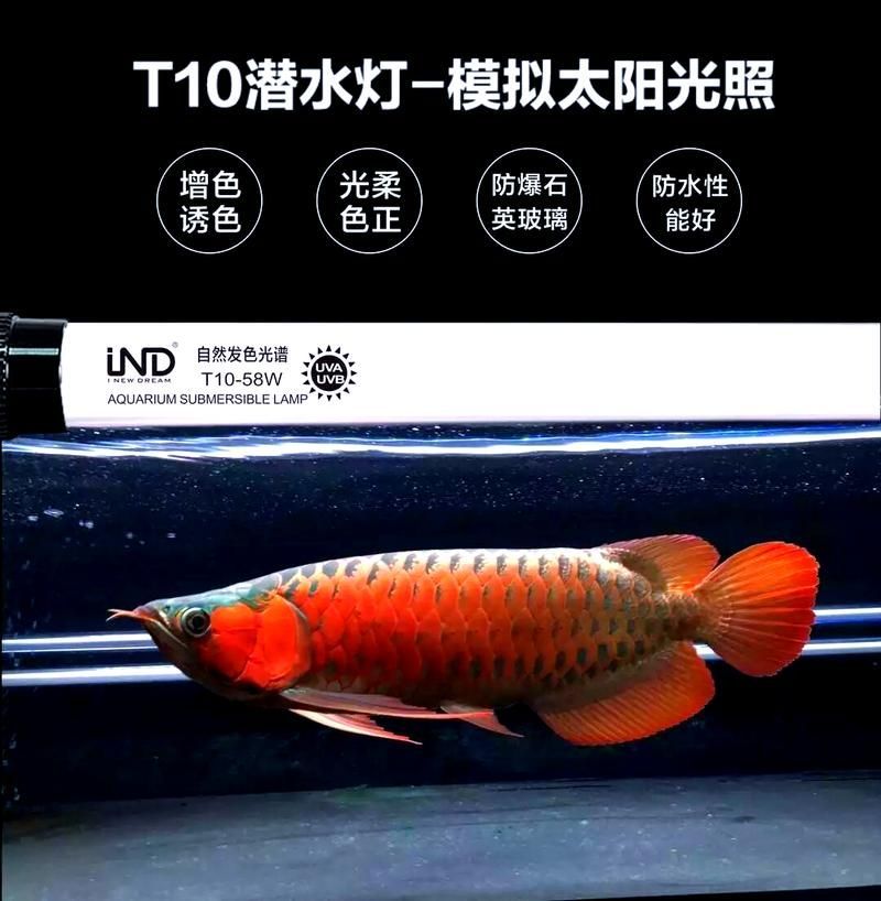 有哪些紅龍魚光照設備推薦，——紅龍魚光照設備推薦 有哪些紅龍魚光照設備推薦，——紅龍魚光照設備推薦 龍魚百科 第1張