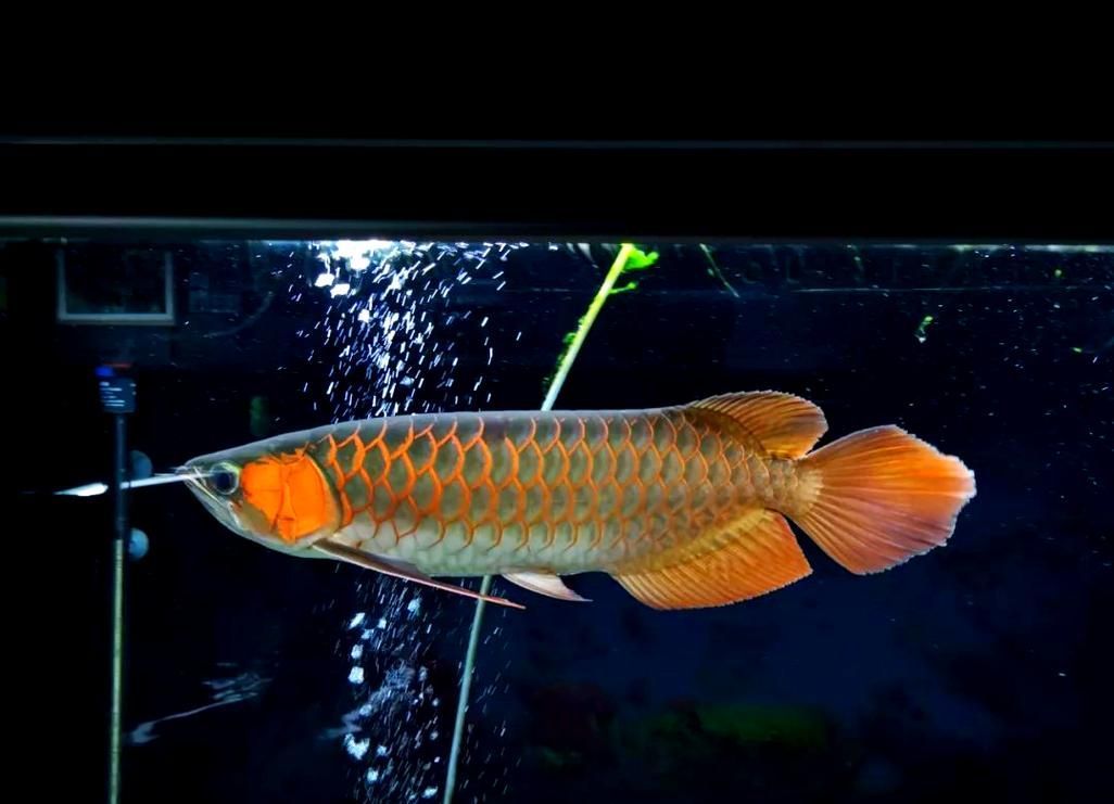 有哪些紅龍魚光照設備推薦，——紅龍魚光照設備推薦 有哪些紅龍魚光照設備推薦，——紅龍魚光照設備推薦 龍魚百科 第5張