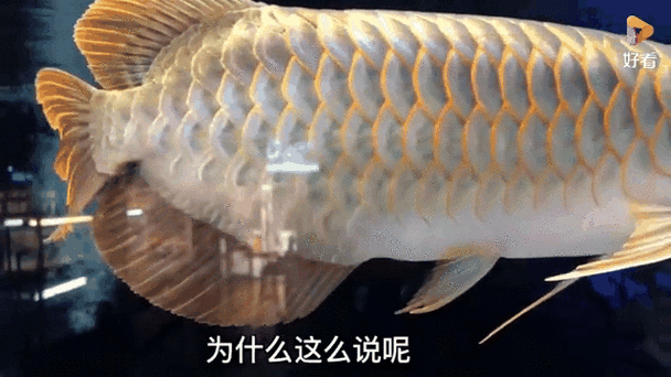 如何判斷安國龍魚的品質,如何判斷安國龍魚品質? 龍魚百科 第7張 如何判斷安國龍魚的品質,如何判斷安國龍魚品質? 如何判斷安國龍魚的品質,如何判斷安國龍魚品質? 龍魚百科 第7張