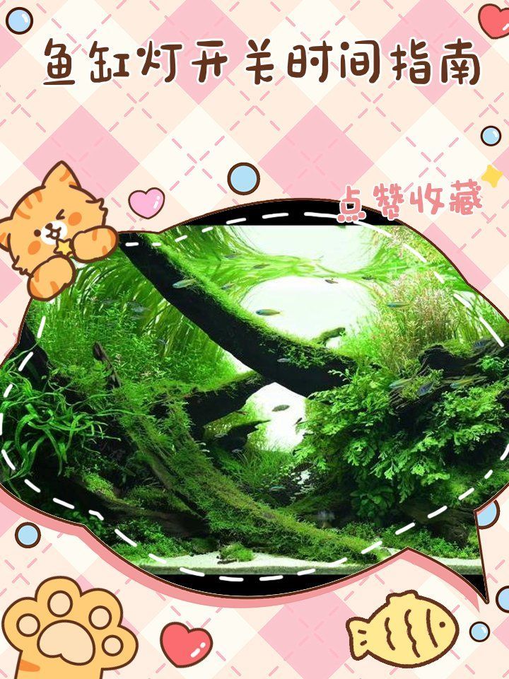 40缸養魚需要多久開一次燈，40缸養魚需要多久開一次燈光時間指南萌寵訓練師嘉佳 40缸養魚需要多久開一次燈，40缸養魚需要多久開一次燈光時間指南萌寵訓練師嘉佳 龍魚百科 第1張
