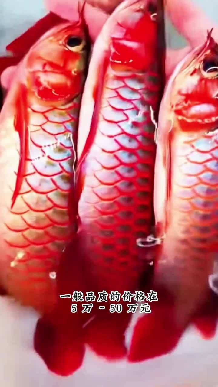 龍魚養(yǎng)大了賣多少錢合適？，龍魚養(yǎng)大了賣多少錢合適, 龍魚養(yǎng)大了賣多少錢合適？，龍魚養(yǎng)大了賣多少錢合適, 龍魚百科 第6張