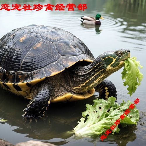 高背龜?shù)膬r(jià)格范圍是多少 高背龜?shù)膬r(jià)格范圍是多少 龍魚百科 第2張
