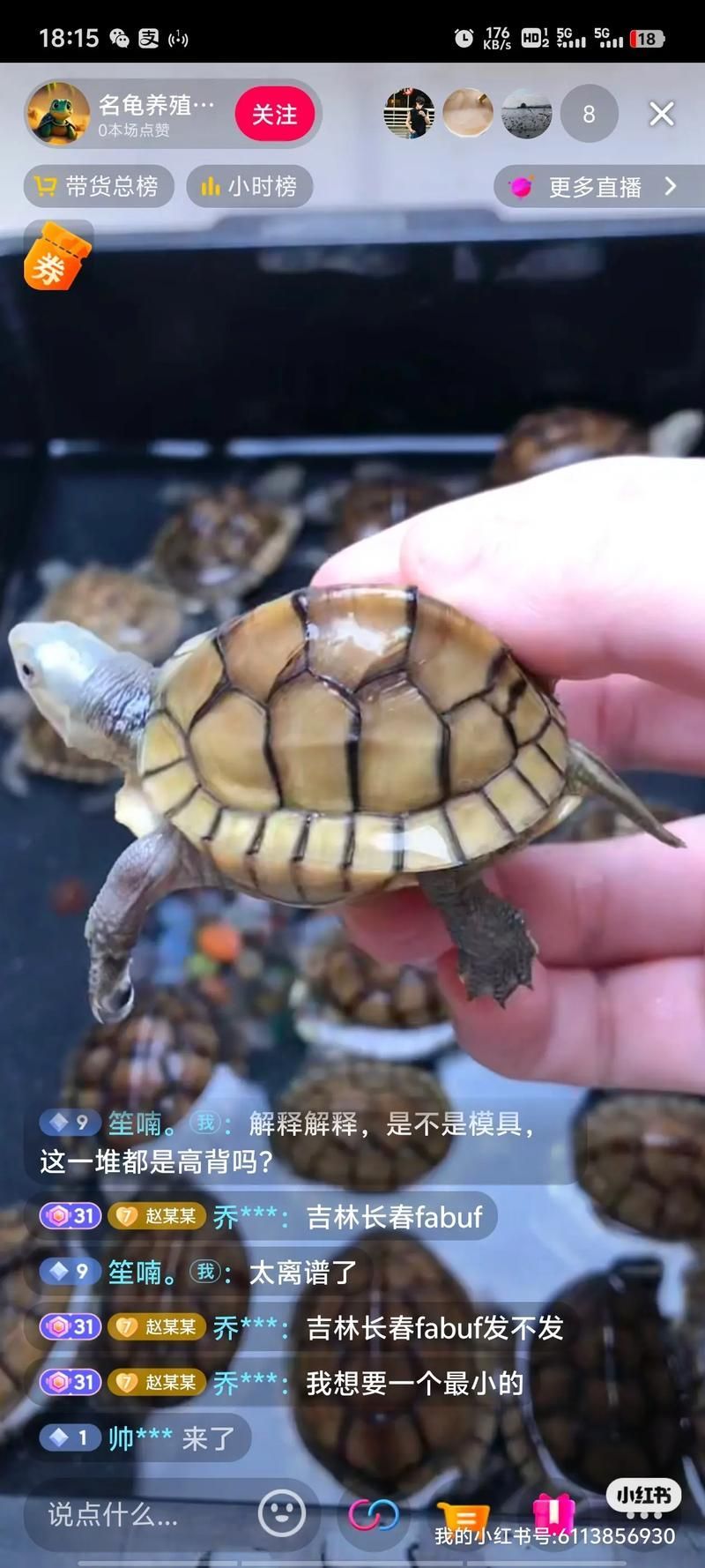 高背龜?shù)膬r(jià)格范圍是多少 高背龜?shù)膬r(jià)格范圍是多少 龍魚百科 第7張