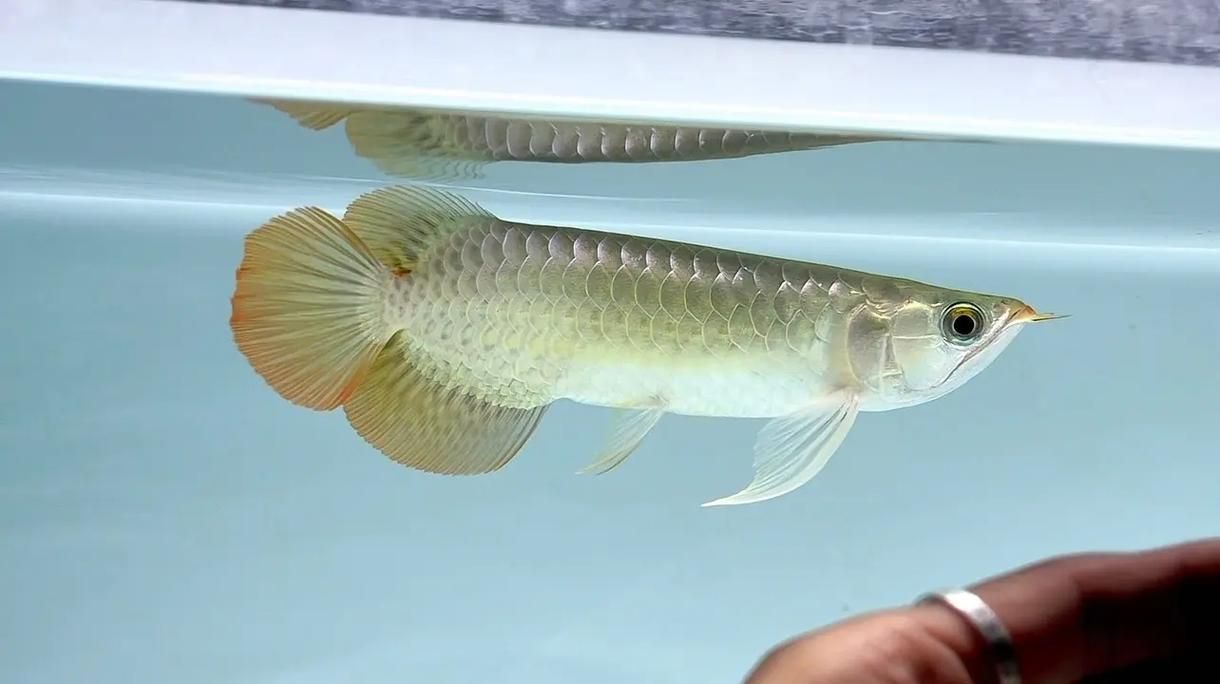 如何區分真假血統的紅龍魚，如何區分真假紅龍魚 如何區分真假血統的紅龍魚，如何區分真假紅龍魚 龍魚百科 第13張