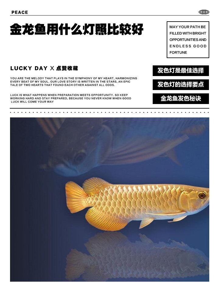 金龍魚用白燈還是黃燈？，金龍魚使用白燈還是黃燈？ 金龍魚用白燈還是黃燈？，金龍魚使用白燈還是黃燈？ 龍魚百科 第4張