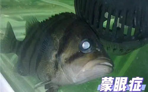 有哪些藥物可以治療虎魚感染，治療虎魚感染的藥物 有哪些藥物可以治療虎魚感染，治療虎魚感染的藥物 龍魚百科 第1張