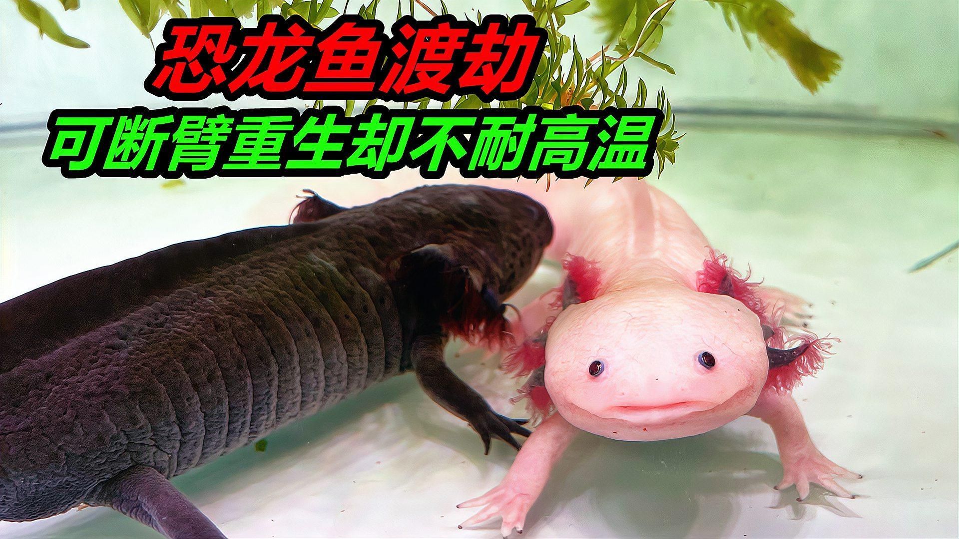 恐龍魚的最佳飼養(yǎng)溫度，恐龍魚的最佳飼養(yǎng)溫度是多少 恐龍魚的最佳飼養(yǎng)溫度，恐龍魚的最佳飼養(yǎng)溫度是多少 龍魚百科 第3張