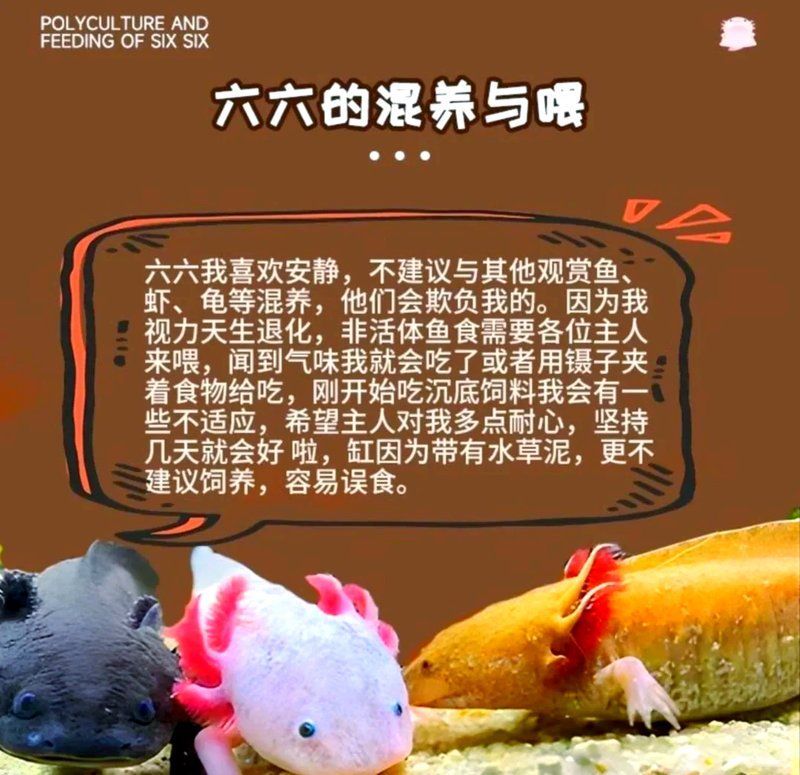 恐龍魚的最佳飼養(yǎng)溫度，恐龍魚的最佳飼養(yǎng)溫度是多少 恐龍魚的最佳飼養(yǎng)溫度，恐龍魚的最佳飼養(yǎng)溫度是多少 龍魚百科 第1張