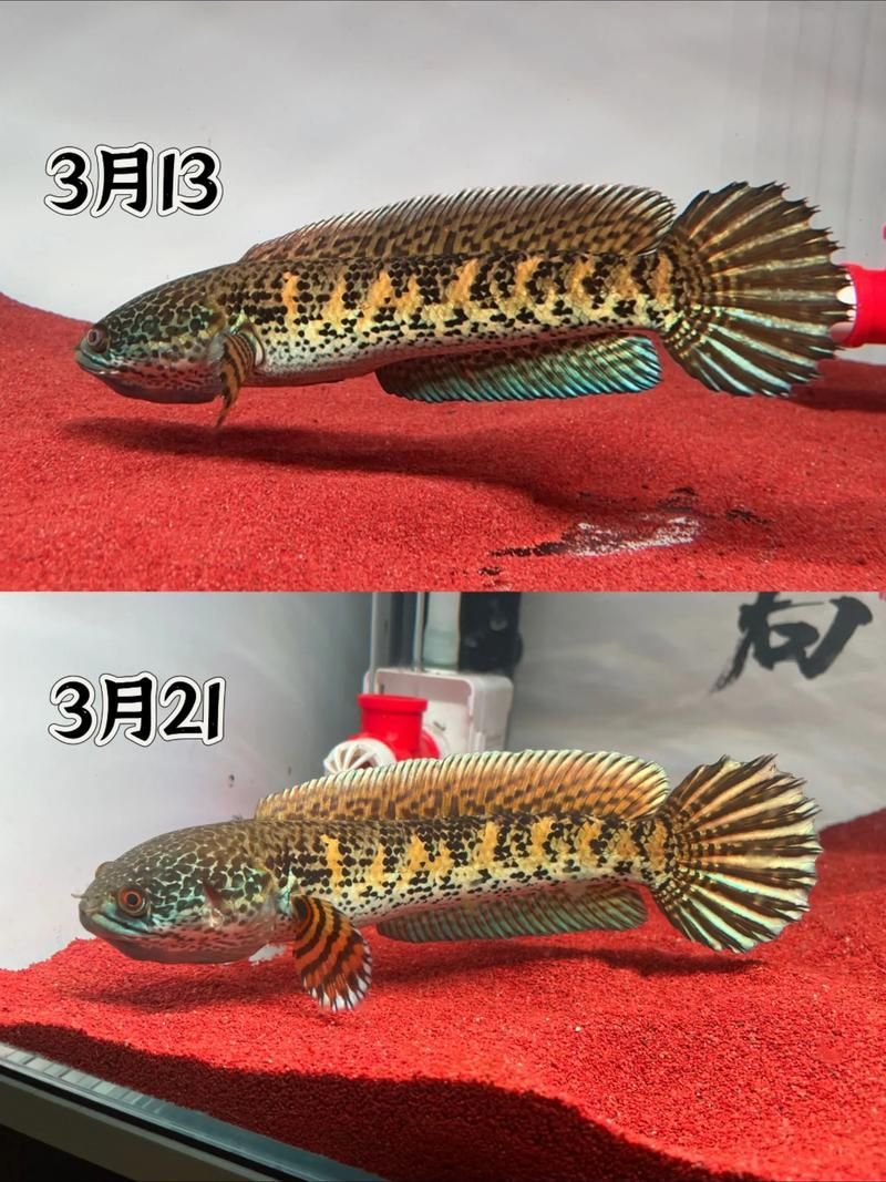 雷龍魚的市場價格走勢如何？，三巴旺歷史遺跡有哪些三巴旺歷史遺跡導覽服務有哪些