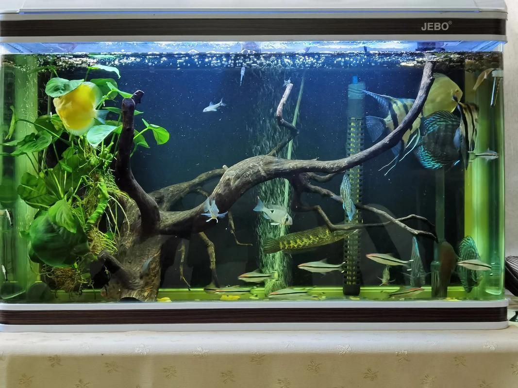 有哪些適合七條魚的魚缸推薦，七彩神仙魚的選擇 有哪些適合七條魚的魚缸推薦，七彩神仙魚的選擇 龍魚百科 第3張