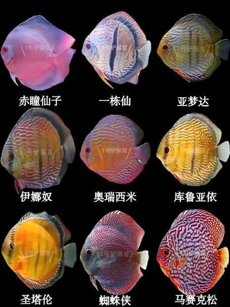 有哪些適合七條魚的魚缸推薦，七彩神仙魚的選擇 有哪些適合七條魚的魚缸推薦，七彩神仙魚的選擇 龍魚百科 第2張