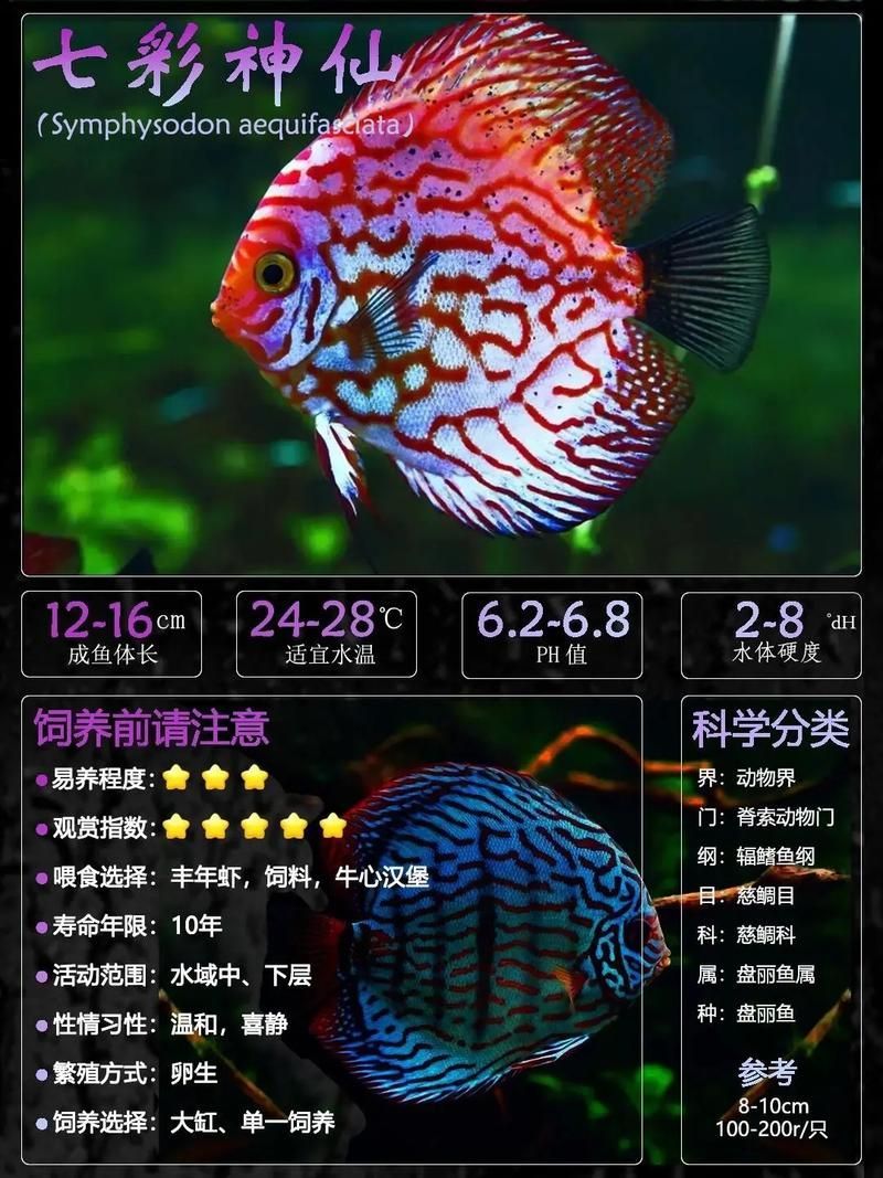 有哪些適合七條魚的魚缸推薦，七彩神仙魚的選擇 有哪些適合七條魚的魚缸推薦，七彩神仙魚的選擇 龍魚百科 第5張