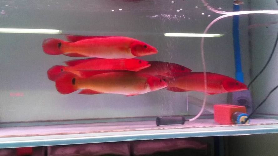 如何判斷胭脂孔雀龍魚是否健康，如何判斷胭脂孔雀龍魚（myxocyprinusasiaticusasiaticus） 如何判斷胭脂孔雀龍魚是否健康，如何判斷胭脂孔雀龍魚（myxocyprinusasiaticusasiaticus） 龍魚百科 第3張
