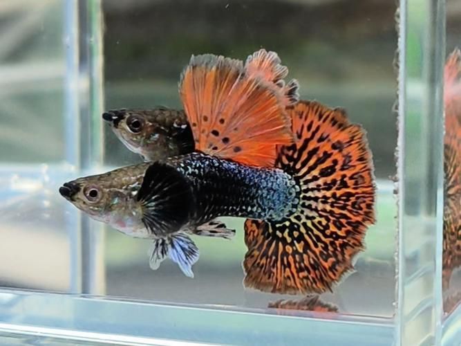 如何判斷胭脂孔雀龍魚是否健康，如何判斷胭脂孔雀龍魚（myxocyprinusasiaticusasiaticus） 如何判斷胭脂孔雀龍魚是否健康，如何判斷胭脂孔雀龍魚（myxocyprinusasiaticusasiaticus） 龍魚百科 第5張