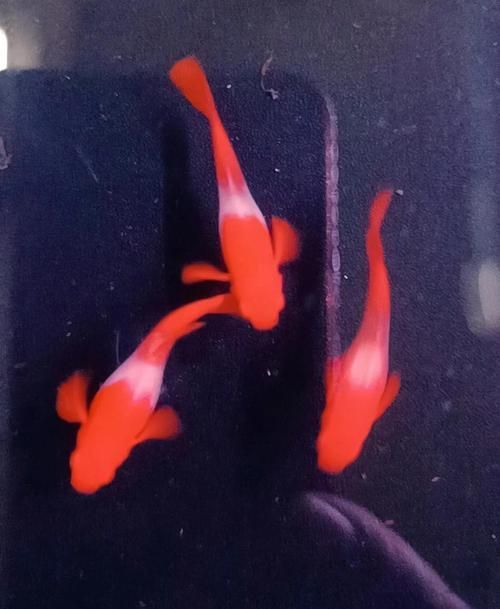 如何判斷胭脂孔雀龍魚是否健康，如何判斷胭脂孔雀龍魚（myxocyprinusasiaticusasiaticus） 如何判斷胭脂孔雀龍魚是否健康，如何判斷胭脂孔雀龍魚（myxocyprinusasiaticusasiaticus） 龍魚百科 第6張
