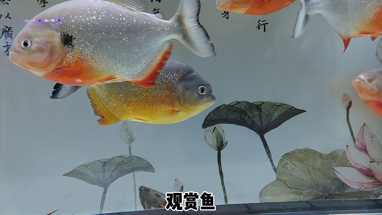 如何預(yù)防魚(yú)炸鱗病的發(fā)生，如何預(yù)防魚(yú)炸鱗病 如何預(yù)防魚(yú)炸鱗病的發(fā)生，如何預(yù)防魚(yú)炸鱗病 龍魚(yú)百科 第4張