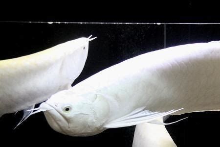 白化龍魚的飼養難度大嗎？，白化龍魚的飼養難度 白化龍魚的飼養難度大嗎？，白化龍魚的飼養難度 龍魚百科 第2張