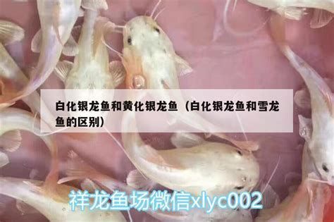 白化龍魚的飼養難度大嗎？，白化龍魚的飼養難度 白化龍魚的飼養難度大嗎？，白化龍魚的飼養難度 龍魚百科 第3張
