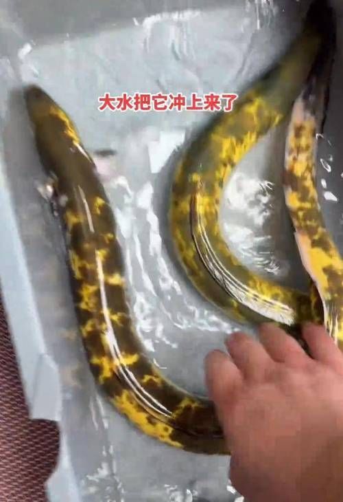 土龍魚的市場價格,土龍魚價格地區差異及2025波動解析 龍魚百科 第2張 土龍魚的市場價格,土龍魚價格地區差異及2025波動解析 土龍魚的市場價格,土龍魚價格地區差異及2025波動解析 龍魚百科 第2張