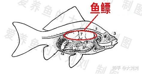龍魚沉頭的解決方法，如何解決龍魚沉頭的問題 龍魚沉頭的解決方法，如何解決龍魚沉頭的問題 龍魚百科 第2張