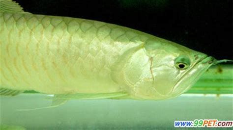 龍魚沉頭的解決方法，如何解決龍魚沉頭的問題 龍魚沉頭的解決方法，如何解決龍魚沉頭的問題 龍魚百科 第1張