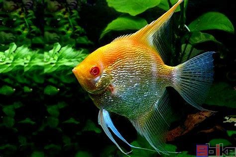 白化龍魚的紅眼是天生的嗎?,白化龍魚的紅眼現(xiàn)象是天生的嗎白化龍魚的紅眼是天生的嗎 龍魚百科 第1張 白化龍魚的紅眼是天生的嗎?,白化龍魚的紅眼現(xiàn)象是天生的嗎白化龍魚的紅眼是天生的嗎 白化龍魚的紅眼是天生的嗎?,白化龍魚的紅眼現(xiàn)象是天生的嗎白化龍魚的紅眼是天生的嗎 龍魚百科 第1張