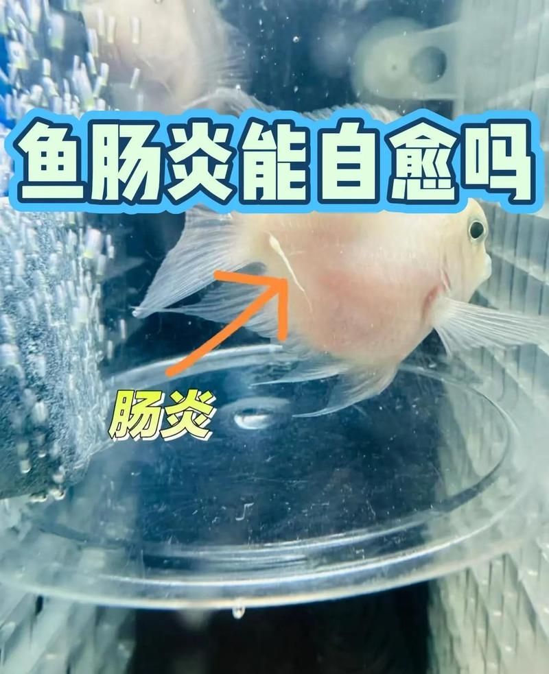 有哪些方法可以輔助魚腸炎好轉(zhuǎn)，輔助魚腸炎好轉(zhuǎn)，有哪些天然方法可以輔助魚腸炎好轉(zhuǎn) 有哪些方法可以輔助魚腸炎好轉(zhuǎn)，輔助魚腸炎好轉(zhuǎn)，有哪些天然方法可以輔助魚腸炎好轉(zhuǎn) 龍魚百科 第2張