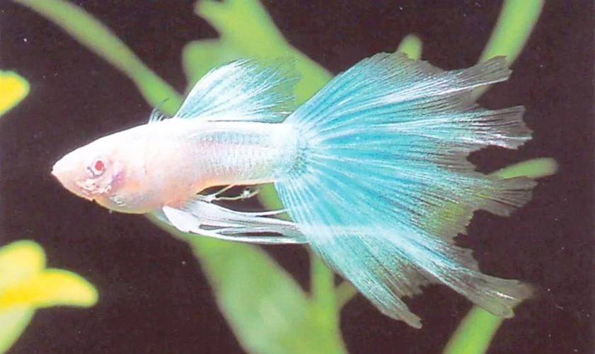 觀賞魚排行榜前十名,觀賞魚排行榜前十名是什么? 龍魚百科 第1張 觀賞魚排行榜前十名,觀賞魚排行榜前十名是什么? 觀賞魚排行榜前十名,觀賞魚排行榜前十名是什么? 龍魚百科 第1張