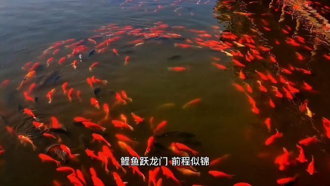 觀賞魚排行榜前十名，觀賞魚排行榜前十名是什么？ 觀賞魚排行榜前十名，觀賞魚排行榜前十名是什么？ 龍魚百科 第7張