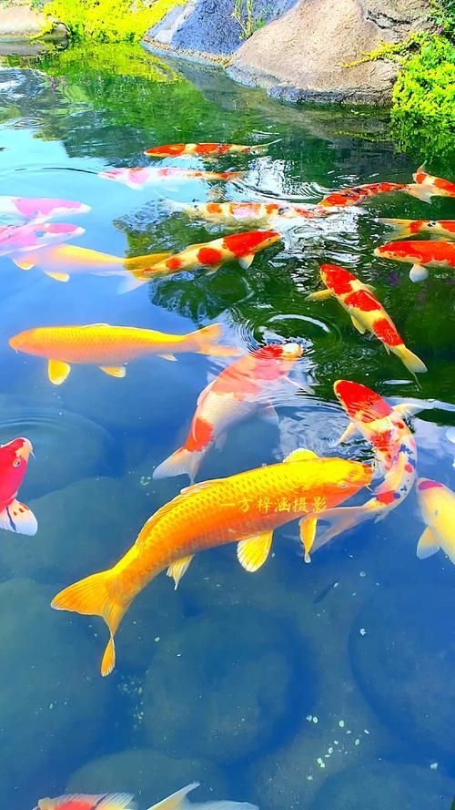 有沒有更多風水魚的高清圖片，風水魚的種類與擺放指南 有沒有更多風水魚的高清圖片，風水魚的種類與擺放指南 龍魚百科 第14張