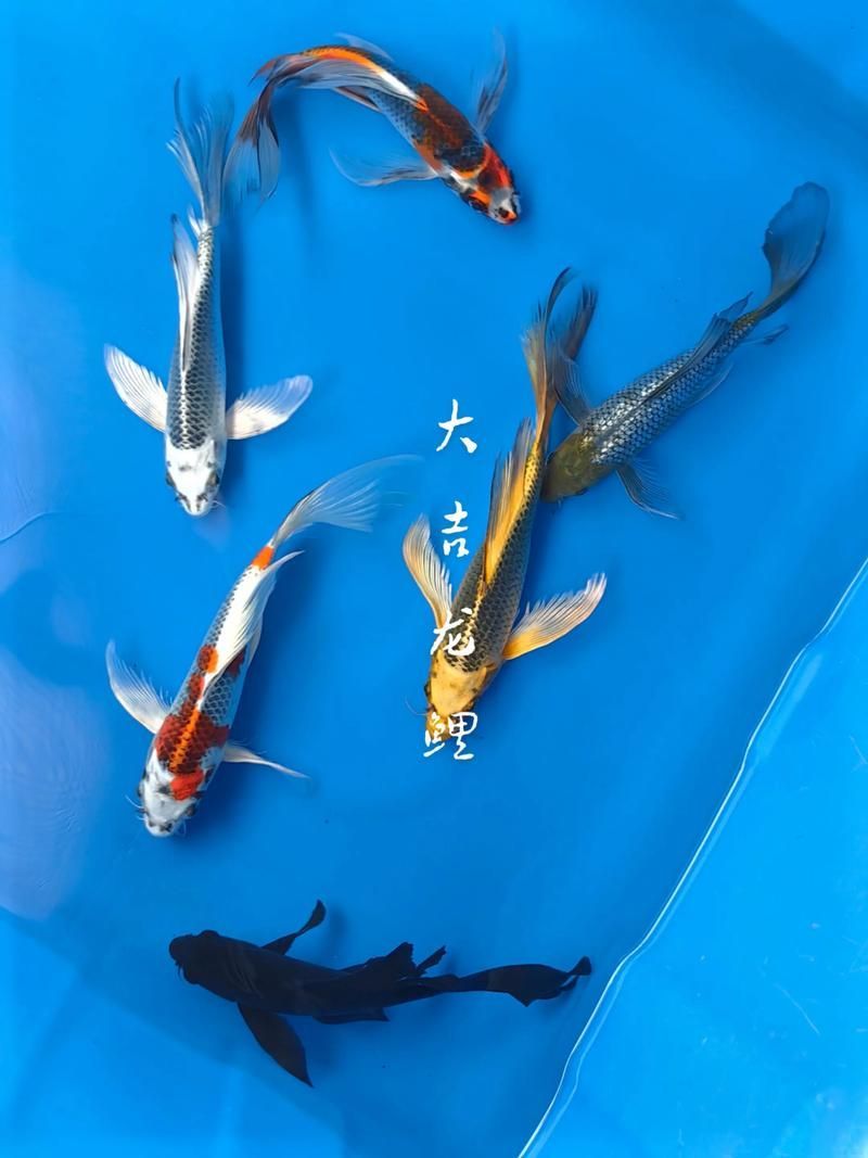 有沒有更多風水魚的高清圖片，風水魚的種類與擺放指南 有沒有更多風水魚的高清圖片，風水魚的種類與擺放指南 龍魚百科 第8張