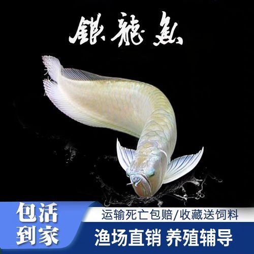 黃化龍魚有哪些品種,黃化龍魚市場上的黃化龍魚有哪些品種 龍魚百科 第6張 黃化龍魚有哪些品種,黃化龍魚市場上的黃化龍魚有哪些品種 黃化龍魚有哪些品種,黃化龍魚市場上的黃化龍魚有哪些品種 龍魚百科 第6張