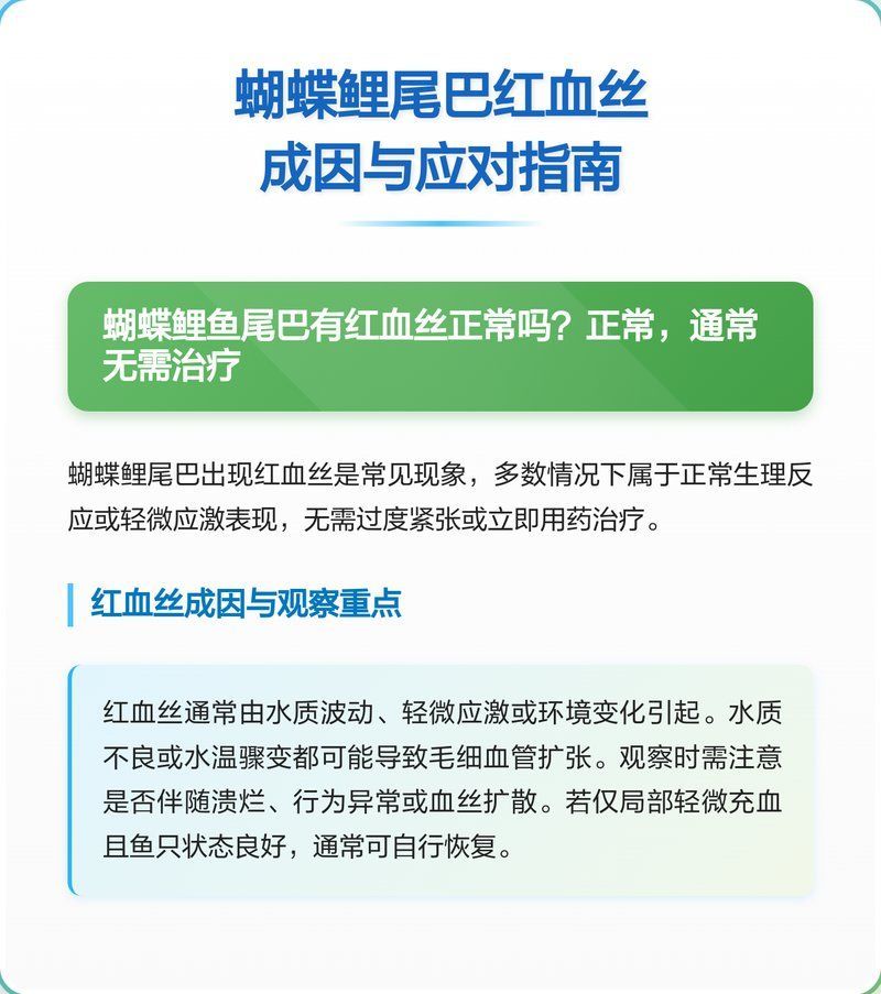 蝴蝶鯉尾巴紅血絲需要用藥嗎 蝴蝶鯉尾巴紅血絲需要用藥嗎 龍魚(yú)百科 第2張