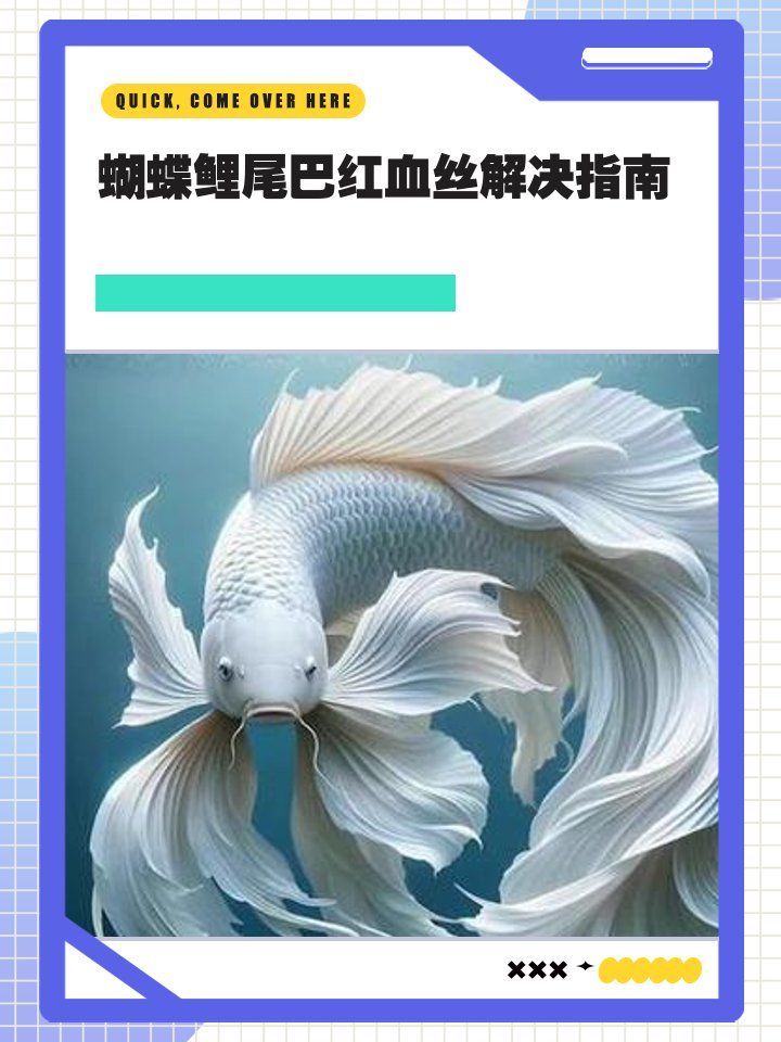 蝴蝶鯉尾巴紅血絲需要用藥嗎 蝴蝶鯉尾巴紅血絲需要用藥嗎 龍魚(yú)百科 第1張