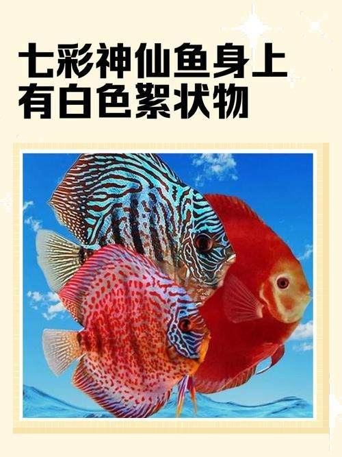 如何預防神仙魚再次上浮，神仙魚上浮技術 如何預防神仙魚再次上浮，神仙魚上浮技術 龍魚百科 第5張