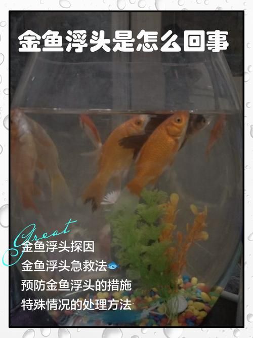 如何預防神仙魚再次上浮，神仙魚上浮技術 如何預防神仙魚再次上浮，神仙魚上浮技術 龍魚百科 第2張