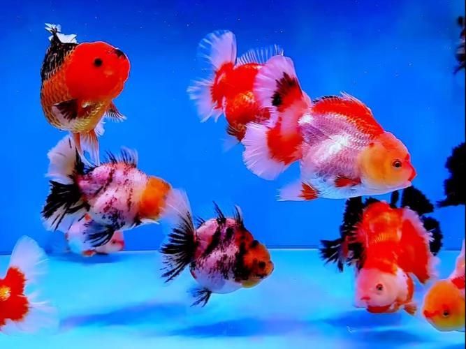 陜西西安還有哪些特色觀賞魚品種，西安有哪些特色觀賞魚品種 陜西西安還有哪些特色觀賞魚品種，西安有哪些特色觀賞魚品種 龍魚百科 第6張
